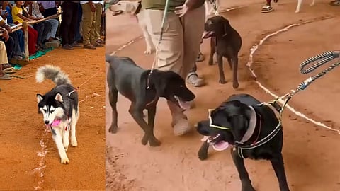 நாய் கண்காட்சி