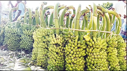 ஆடிப்பெருக்கை முன்னிட்டு வாழைத்தார் விலை உயர்வு: விவசாயிகள் மகிழ்ச்சி