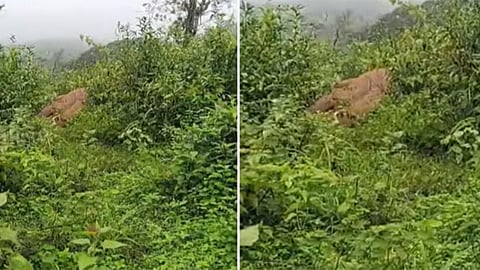 தேயிலை தோட்டத்தில் அசையாமல் கிடந்த காட்டு யானை; அருகில் சென்ற தொழிலாளர்களுக்கு காத்திருந்த அதிர்ச்சி
