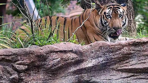 மத்தியபிரதேசம்: புலி தாக்கி இளம்பெண் பலி


