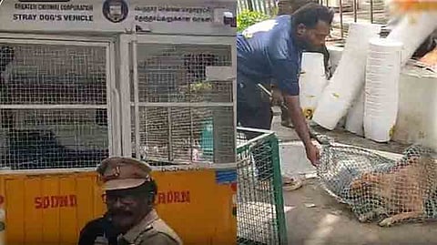 சென்னை தலைமைச் செயலகத்தில் சுற்றித் திரிந்த தெரு நாய்களை மாநகராட்சி ஊழியர்கள் பிடித்துச் சென்றனர்.