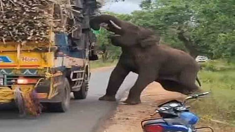 சாலையில் சென்று கொண்டிருந்த கரும்பு லாரியை ஒற்றைக் காட்டு யானை வழிமறித்தது.