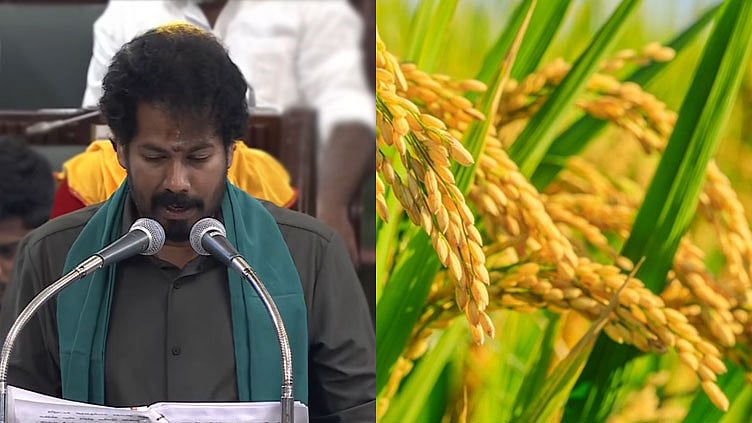 நெல் விதை உற்பத்தி மானியத்திற்கான சிறப்புத் திட்டம் - ரூ.34 கோடி ஒதுக்கீடு