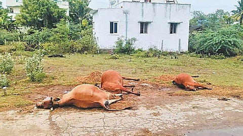 மின்சாரம் தாக்கி 3 பசு மாடுகள் பலி 