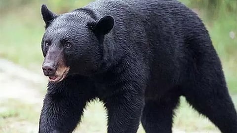 நெல்லை: விவசாயியை கொன்ற கரடி வனத்துறையினர் வைத்த கூண்டில் சிக்கியது 