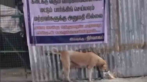 கடலூர் அருகே ஒரேநாளில் 25 பேரை ஒரு தெரு நாய் கடித்தது.