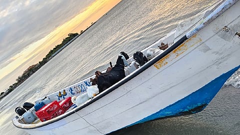 ஆடுகள், புறாக்கள், படகு பறிமுதல் 
