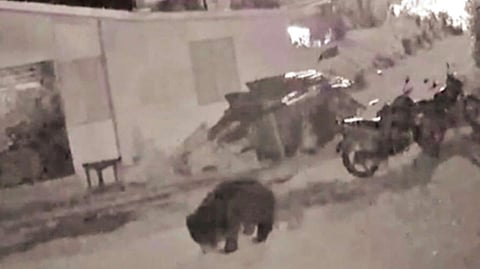ஊட்டி அருகே குடியிருப்புக்குள் புகுந்த கரடி - மக்கள் அச்சம்
