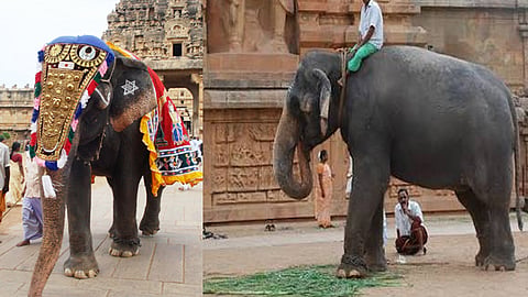 கோவில் யானைகளை மறுவாழ்வு முகாம்களுக்கு அனுப்பும் உத்தரவு ரத்து