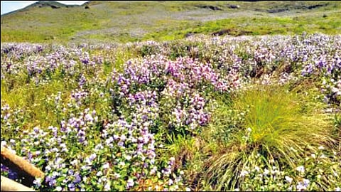 மூணாறில் பூத்துக்குலுங்கும் நீலக்குறிஞ்சி பூக்கள்