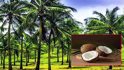 தேங்காய் பூங்கா