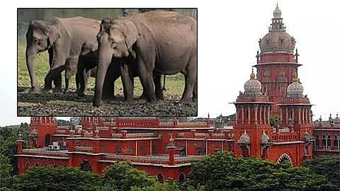 தமிழ்நாட்டில் யானைகள் வழித்தடங்களை அடையாளம் காண 3 மாதங்கள் அவகாசம் - ஐகோர்ட்டு உத்தரவு 