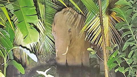 கோவை: குடியிருப்பு பகுதியில் காட்டுயானை நடமாட்டம்.. பொதுமக்களுக்கு எச்சரிக்கை