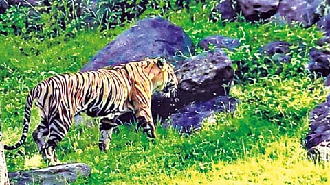 தேக்கடி ஏரி பகுதியில் உலா வந்த புலியை சுற்றுலா பயணிகள் மகிழ்ச்சி