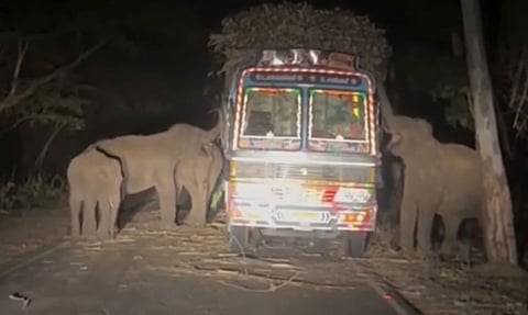 சத்தியமங்கலம் அருகே பழுதாகி நின்ற லாரியை முற்றுகையிட்டு கரும்புகளை ருசித்த யானைகள்
