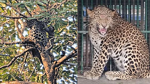 ராஜஸ்தானில் பூங்காவுக்குள் புகுந்த சிறுத்தை: 3 மணி நேர போராட்டத்துக்கு பிறகு பிடிபட்டது
