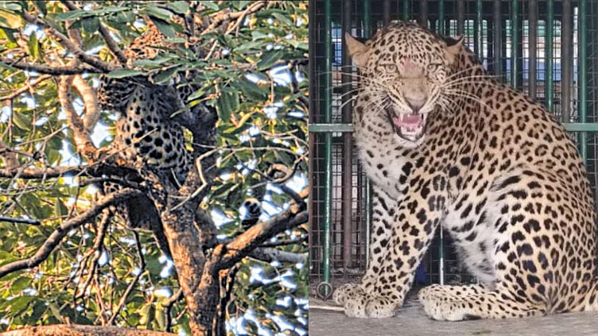 ராஜஸ்தானில் பூங்காவுக்குள் புகுந்த சிறுத்தை: 3 மணி நேர போராட்டத்துக்கு பிறகு பிடிபட்டது