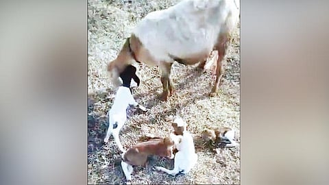 ஒரே நேரத்தில் 4 குட்டிகளை ஈன்ற அதிசய ஆடு.