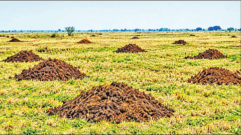 தஞ்சை மாவட்டத்தில் சம்பா, தாளடி சாகுபடி 3.12 லட்சம் ஏக்கர் இலக்கை எட்டுமா? - விவசாயிகள் தீவிரம்