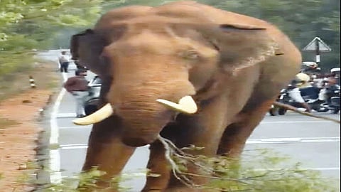 காயத்துடன் சுற்றித்திரியும் பாகுபலி யானை: சிகிச்சை அளிக்க வனத்துறையினர் நடவடிக்கை