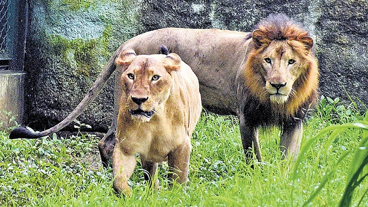 குஜராத்தில் 62 சிங்கங்கள் உயிரிழப்பு; அதிர்ச்சி காரணம் வெளியீடு