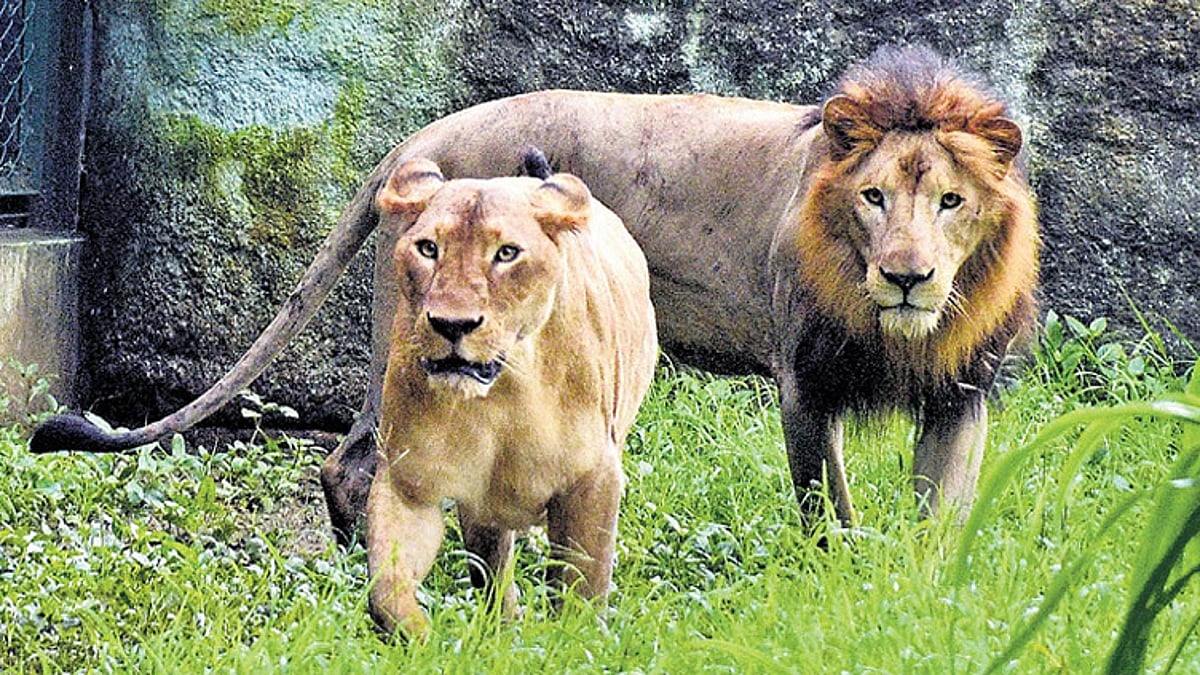 குஜராத்தில் 62 சிங்கங்கள் உயிரிழப்பு; அதிர்ச்சி காரணம் வெளியீடு
