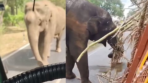 ஈரோடு அருகே கரும்பு லாரியை வழிமறித்த ஒற்றை யானை; விநாயகர் சதுர்த்தி வாழ்த்து தெரிவித்த ஓட்டுநர்