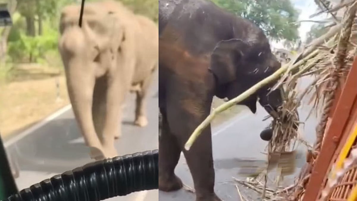 ஈரோடு அருகே கரும்பு லாரியை வழிமறித்த ஒற்றை யானை; விநாயகர் சதுர்த்தி வாழ்த்து தெரிவித்த ஓட்டுநர்