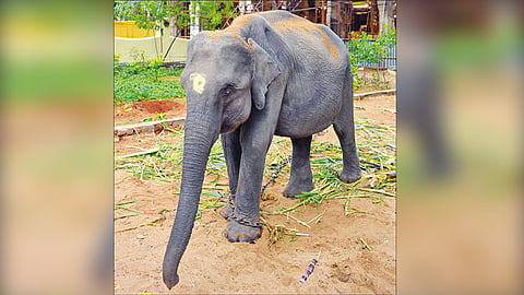 உலகப்புகழ் பெற்ற மதுரை மீனாட்சி அம்மன் கோவிலுக்கு அசாமில் இருந்து வந்த 5 வயது யானைக்கு மலர் தூவி வரவேற்பு
