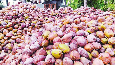 விளைச்சல் பாதிப்பு: தேங்காய் விலை உயர வாய்ப்பு