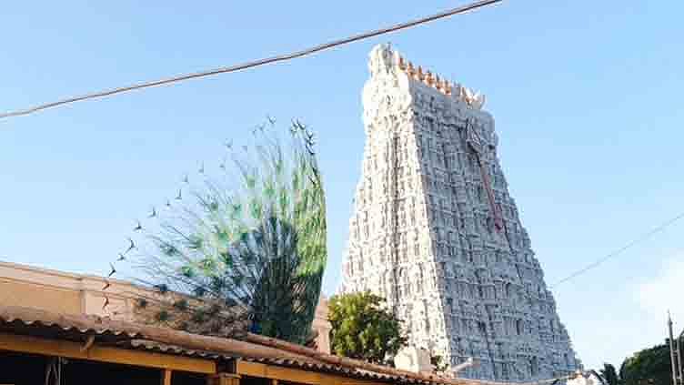 திருச்செந்தூர் முருகன் கோவிலில் தோகை விரித்தாடிய மயில்: பக்தர்கள் பரவசம்!