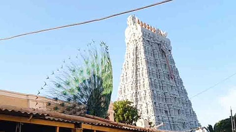 திருச்செந்தூர் முருகன் கோவிலில் தோகை விரித்தாடிய மயிலைக் கண்டு பக்தர்கள் பரவசம்! 