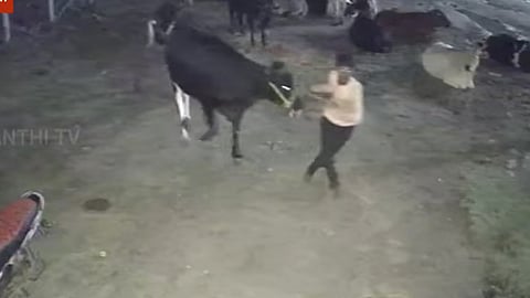 மாடுகள் கடத்தல்
