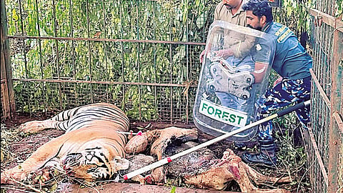 ஆண் புலி கூண்டில் சிக்கியது