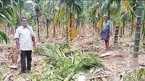 நீலகிரி: பாக்கு, நெற்பயிரை சேதப்படுத்திய காட்டு யானைகள் - விவசாயிகள் கவலை