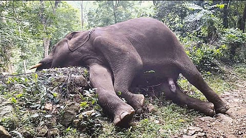 யானை உயிரிழப்பு