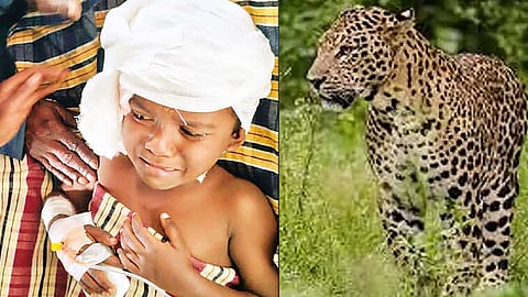 சிறுத்தை