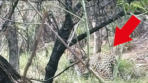 சிறுத்தைப்புலி