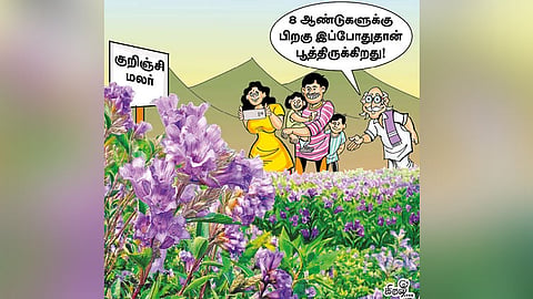 முன்பே பூத்த நீலகிரி குறிஞ்சி மலர்க்கூட்டம்