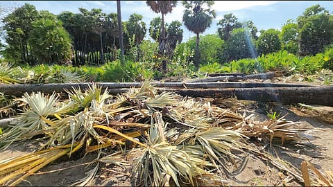பனைகள் வெட்டிச்சாய்ப்பு