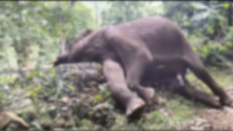 சாலையோரத்தில் சுருண்டு விழுந்து இறந்த காட்டுயானை: வனத்துறையினர் விசாரணை