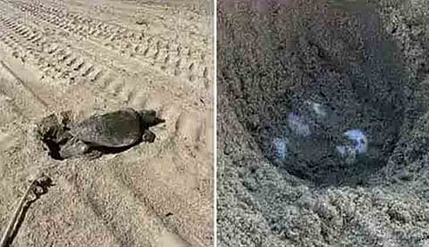 அமெரிக்க கடற்கரையில் அரிய வகை கடல் ஆமை முட்டையிட்டது: விஞ்ஞானிகள் வியப்பு! 