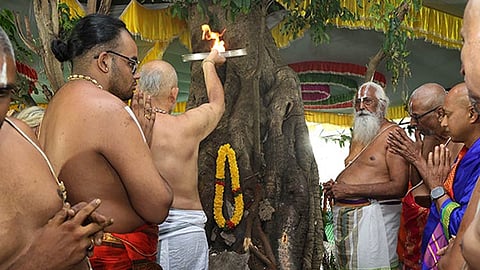 திருமலையில் ‘பாக் சவாரி' உற்சவம்... மகிழ மரத்துக்கு சிறப்பு பூஜை