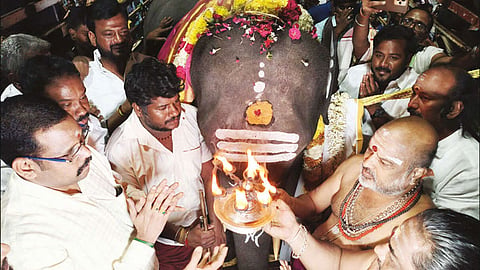  ஆண் யானை