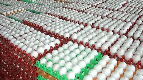 நாமக்கல்லில் முட்டை விலை 20 காசுகள் சரிவு