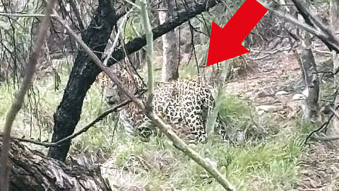 திருப்பதி மலைப்பாதையில் சிறுத்தை நடமாட்டம்: வாகன ஓட்டிகள் அச்சம்