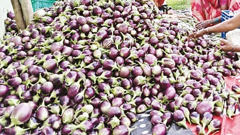 காவேரிப்பட்டணம் பகுதியில் கத்தரிக்காய் கிலோ ரூ.50-க்கு விற்பனை - விவசாயிகள் மகிழ்ச்சி