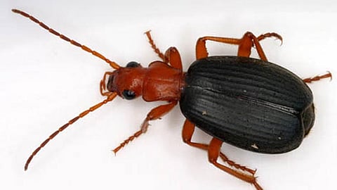 தொட்டாலே வெடிக்கும் பூச்சி! எதிரியை 100 டிகிரி வெப்பத்தில் பொசுக்கும் அதிசயம்