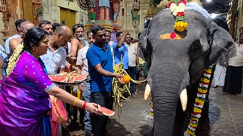 குட்டி யானை