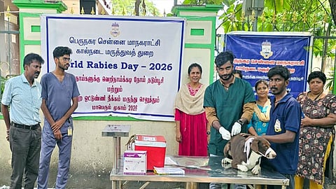 சென்னையில் ஒரே நாளில் 2,623 நாய்களுக்கு ரேபிஸ் தடுப்பூசி - சென்னை மாநகராட்சி தகவல்